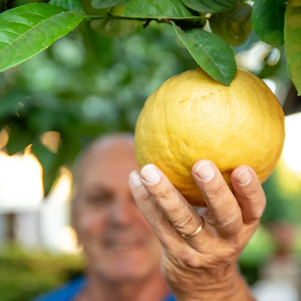 Ponderosa Lemon Bush - Large Fruit Citrus Variety for Containers