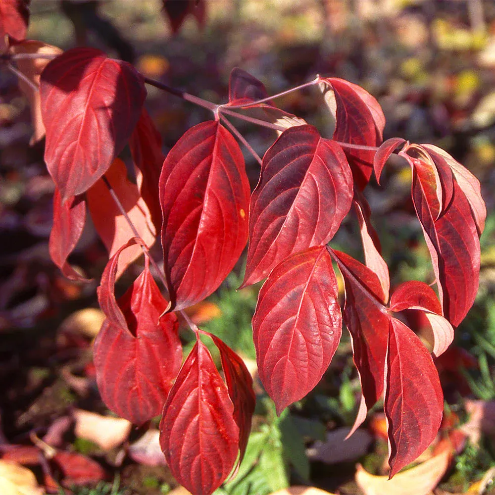 Stellar Pink Dogwood Tree - Flowering Ornamental Deciduous Tree 1