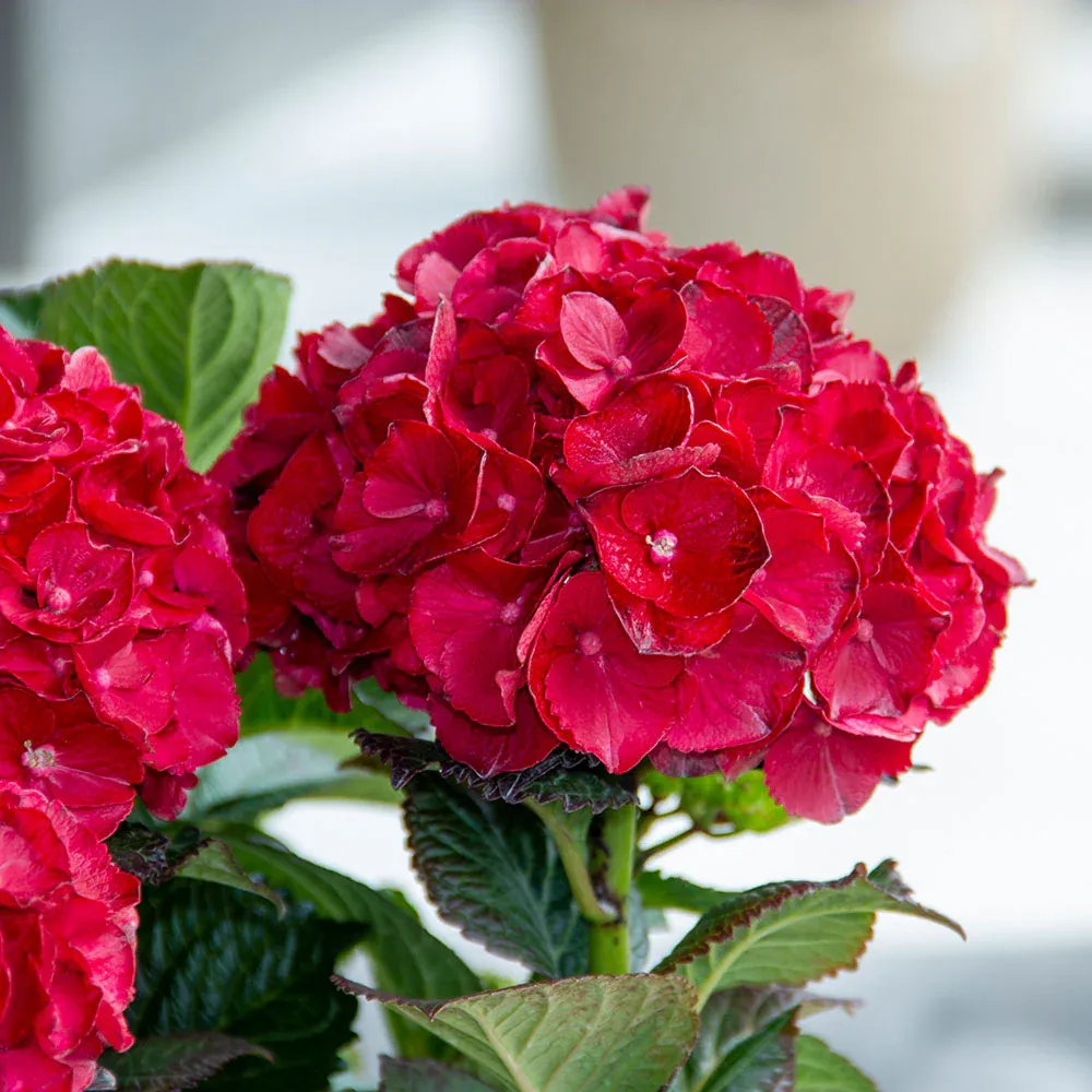 Cherry-Go-Round™ Hydrangea Shrub 4