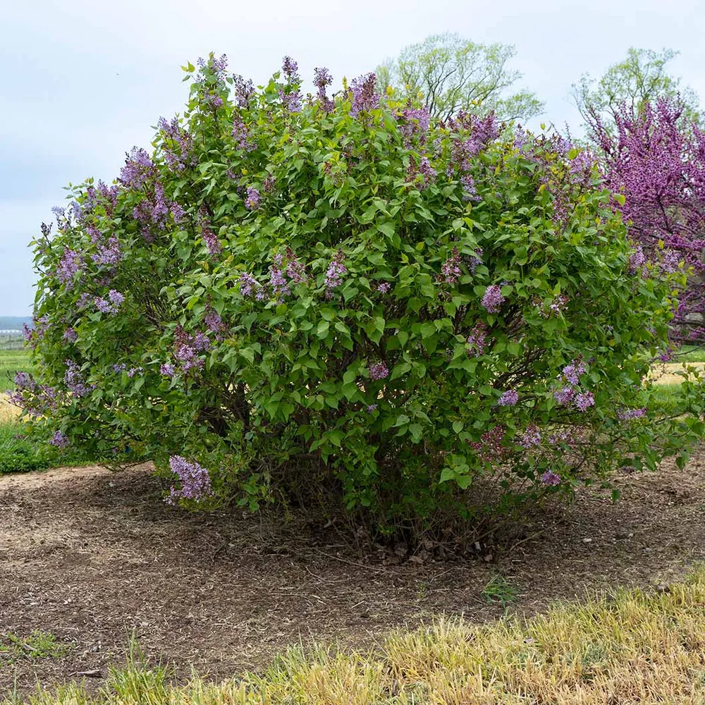 Lavender Syringa Shrub - Fragrant Deciduous Flowering Bush 3