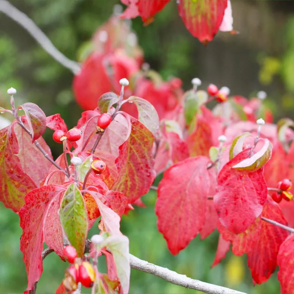 Artificial White Dogwood Tree Decorative Floral Plant 3