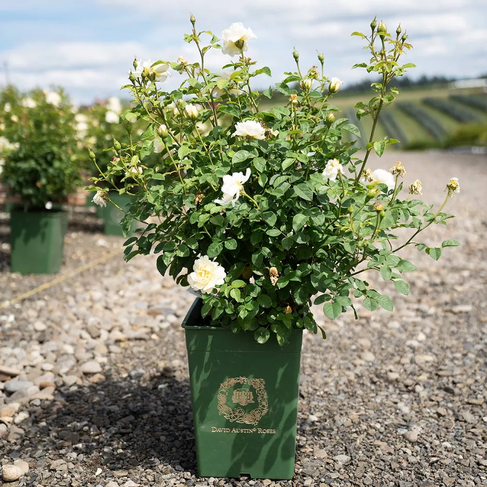 David Austin® Nye Bevan™ English Shrub Rose Plant 2