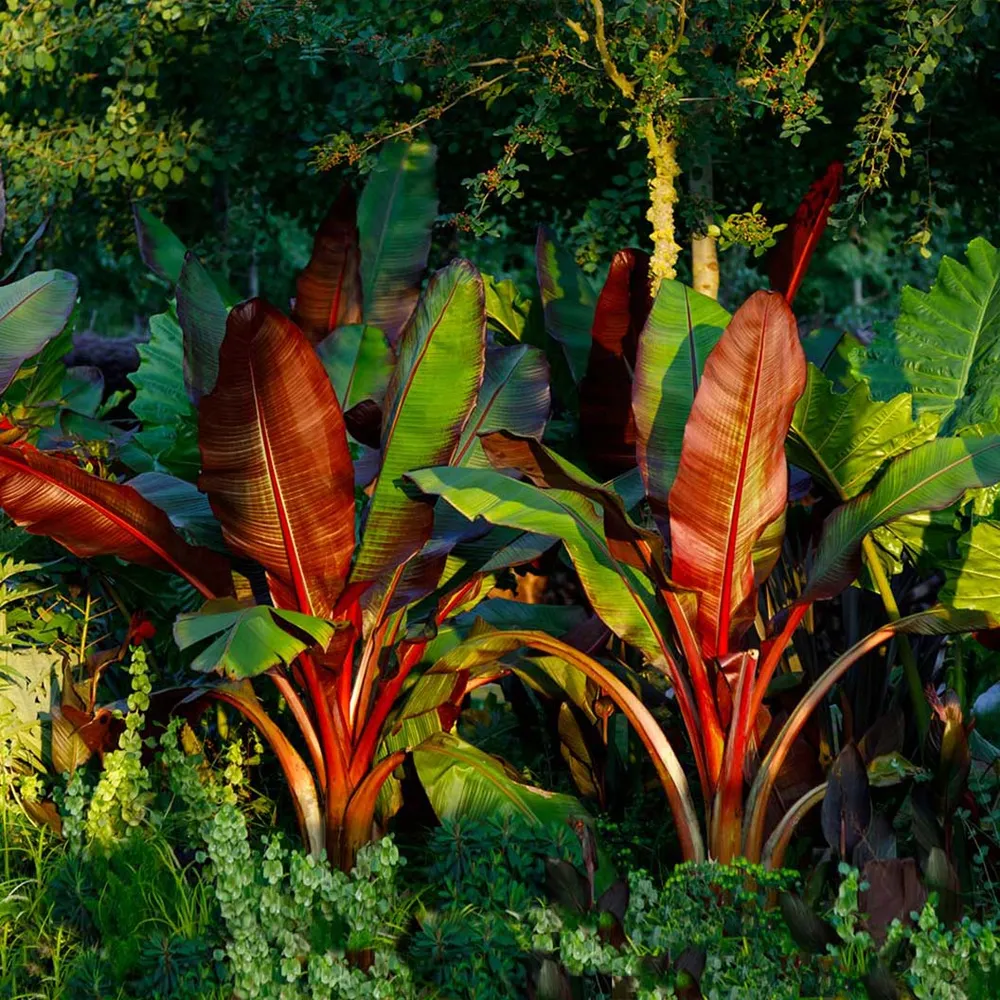 Red Abyssinian Banana Tree (Ensete ventricosum 'Maurelii) - Tropical Ornamental Plant