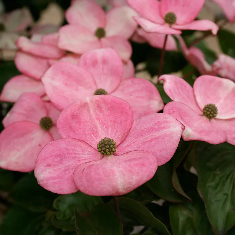 Heart Throb® Dogwood Tree (Cornus kousa) 1