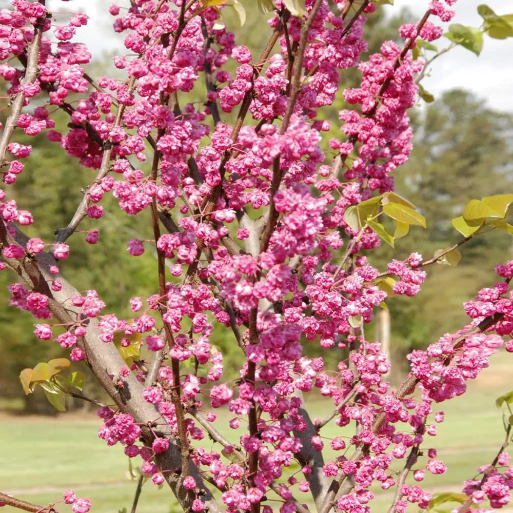 Pink Pom Poms Redbud Tree - Compact Ornamental Flowering Cercis 1