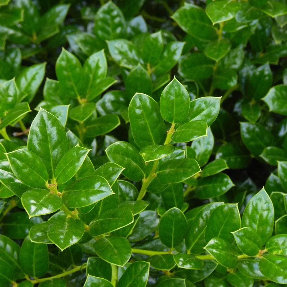 Dwarf Burford Holly Shrub - Compact Evergreen Landscape Shrub 1