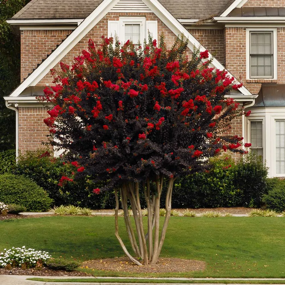 Black Diamond® Best Red™ Crape Myrtle Tree - Deep Red Blooms with Dark Foliage