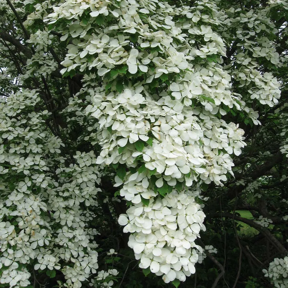 Constellation® White Dogwood Flowering Tree 2