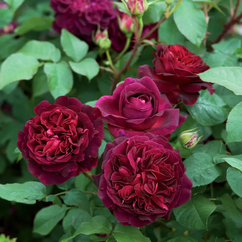 David Austin® Munstead Wood® Rose Bush - Deep Crimson Fragrant Shrub