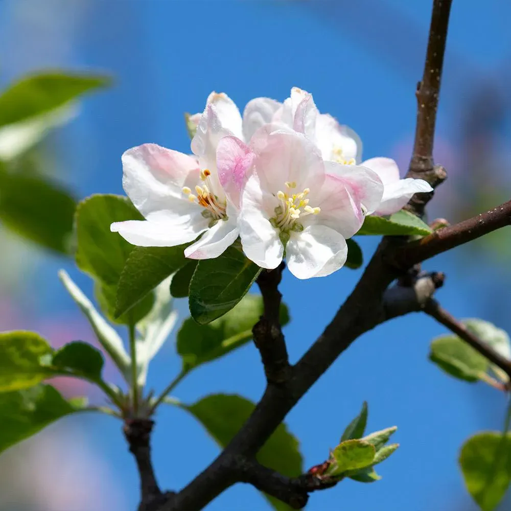 Arkansas Black Apple Tree - Heirloom Variety for Home Orchards 3