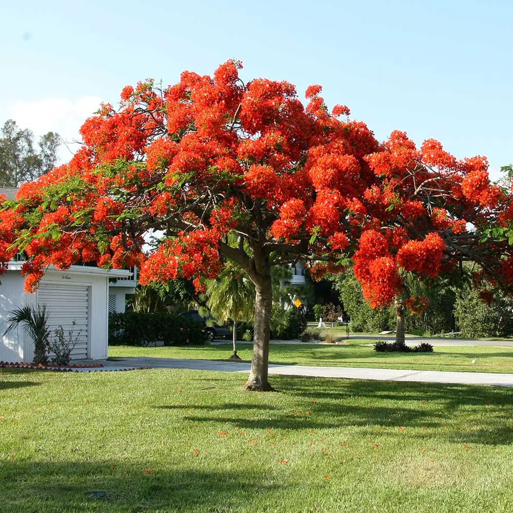 Royal Poinciana Tree (Delonix Regia) Tropical Flowering Ornamental Plant 2