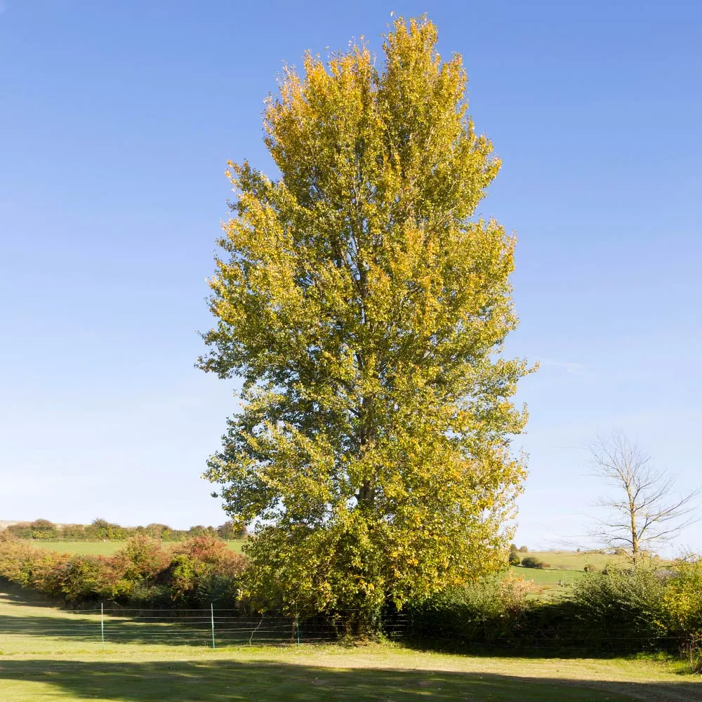 Fast-Growing Hybrid Poplar Deciduous Shade Tree 2