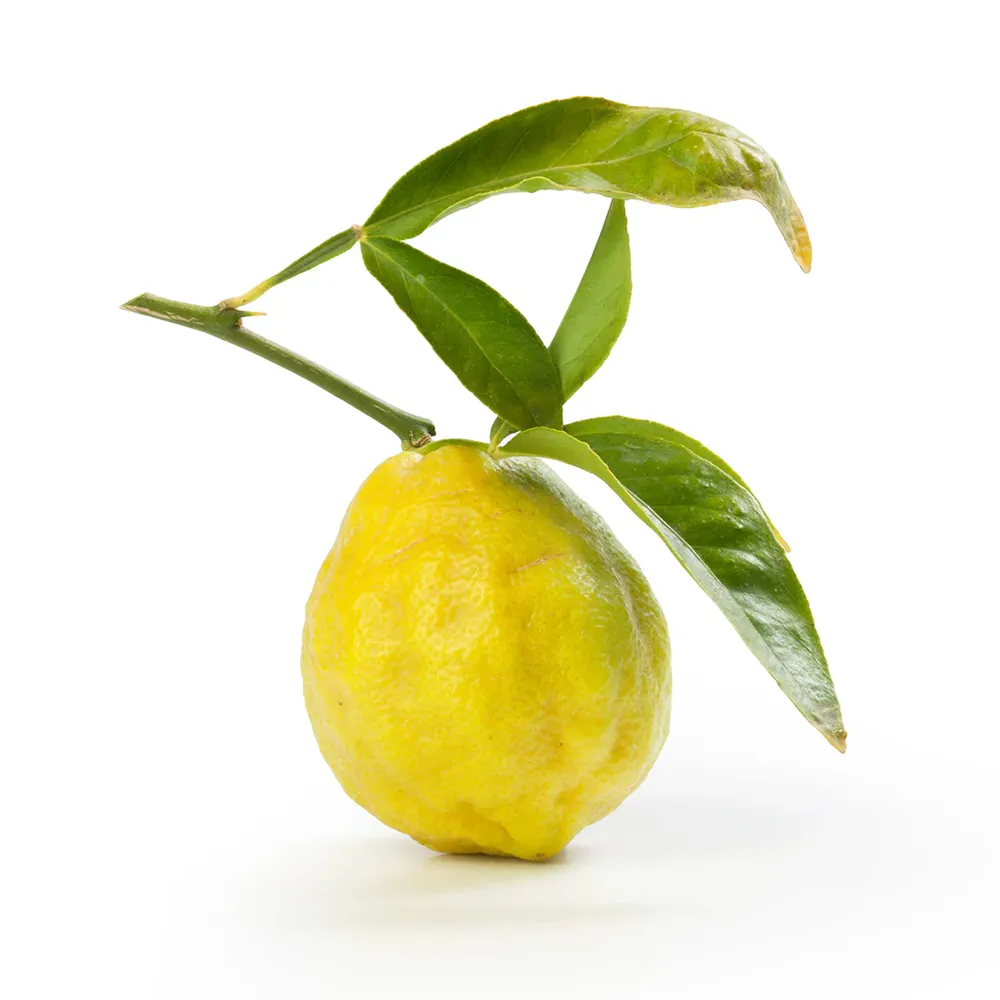 Swingle Citrumelo Citrus Rootstock Tree 1