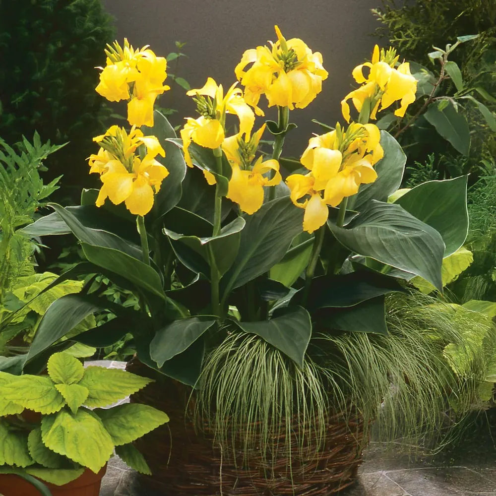 Cannova Yellow Canna Lily Plant - Vibrant Perennial Garden Flower 2