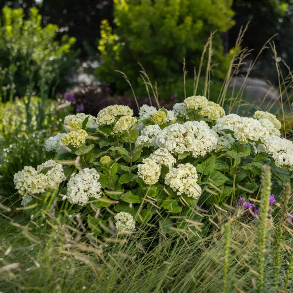 FlowerFull® Smooth Hydrangea Arborescens Deciduous Flowering Shrub 1