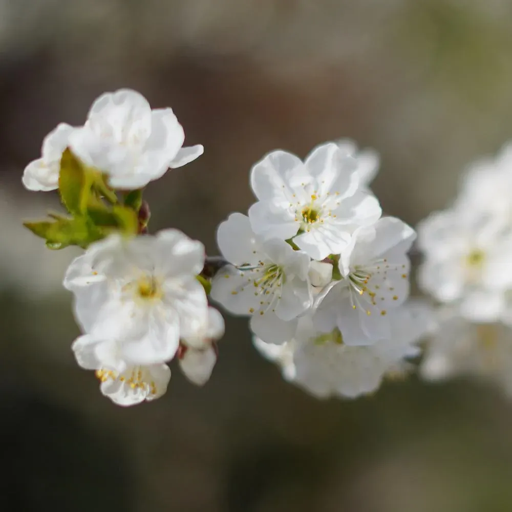 Royal Ann Cherry Tree - Sweet Yellow Cherry Sapling 2