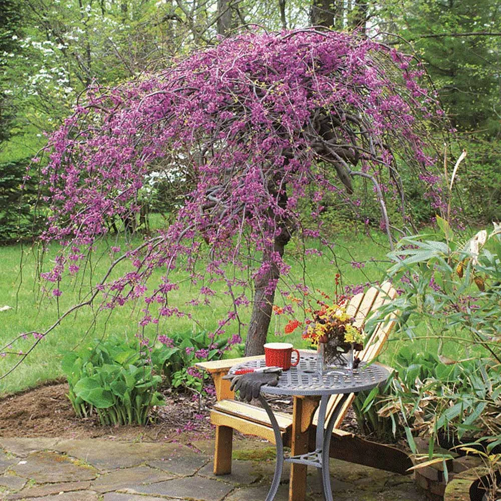 Lavender Twist® Weeping Redbud Tree (Cercis canadensis 'Covey')