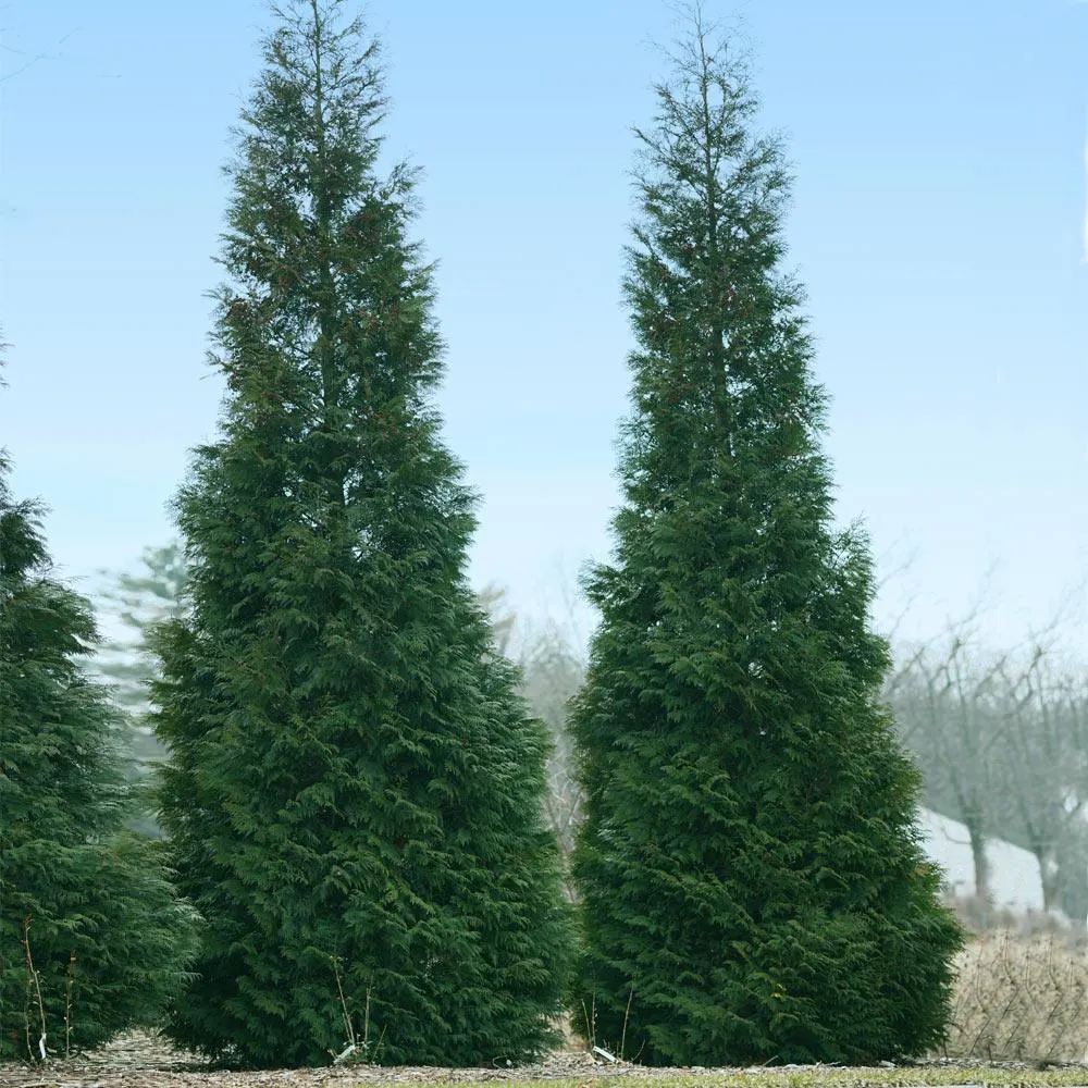 Full Speed A Hedge® American Pillar Arborvitae - Fast-Growing Evergreen Privacy Screen 1