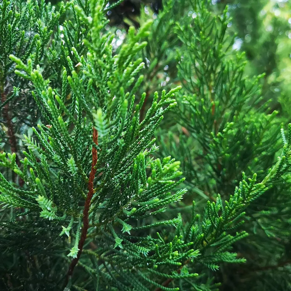 Brodie Eastern Red Cedar Tree - Columnar Evergreen Conifer 1