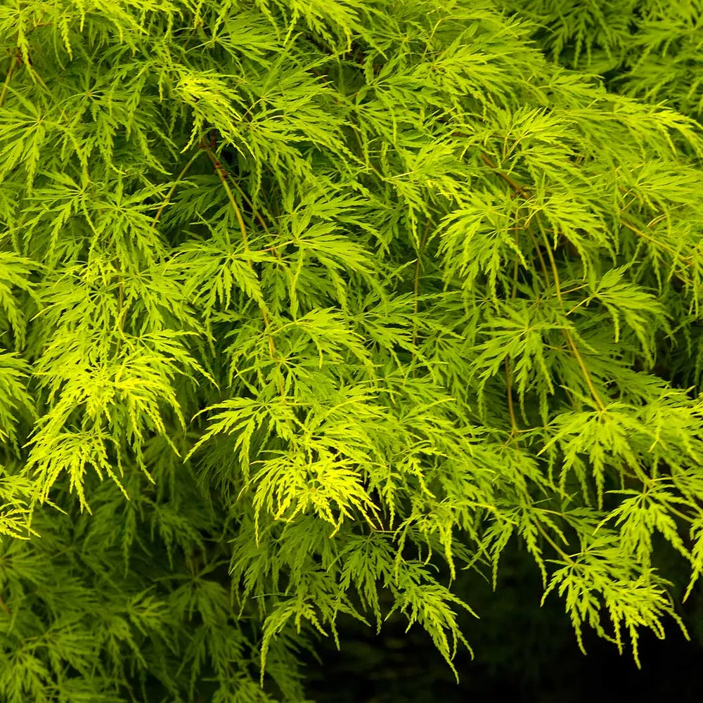 Seiryu Japanese Maple Tree (Acer palmatum 'Seiryu') 1