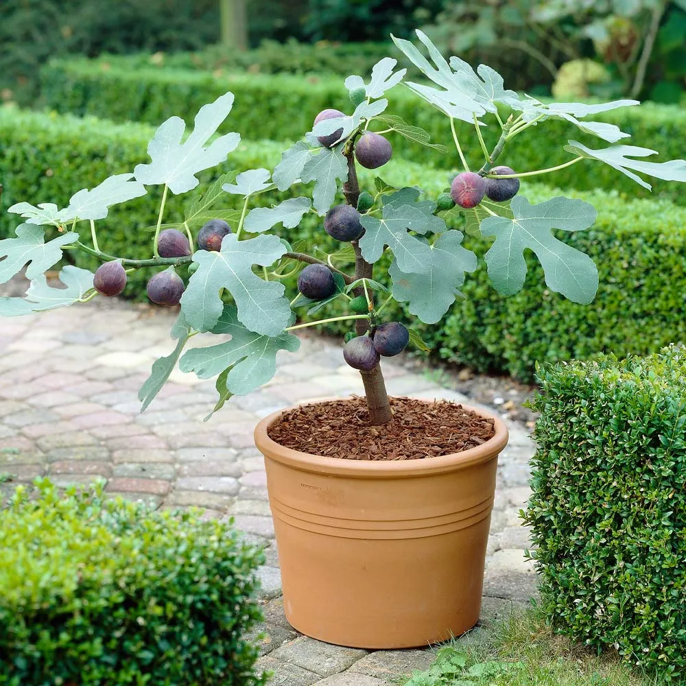 Chicago Hardy Fig Tree - Cold-Tolerant Deciduous Fruit Tree