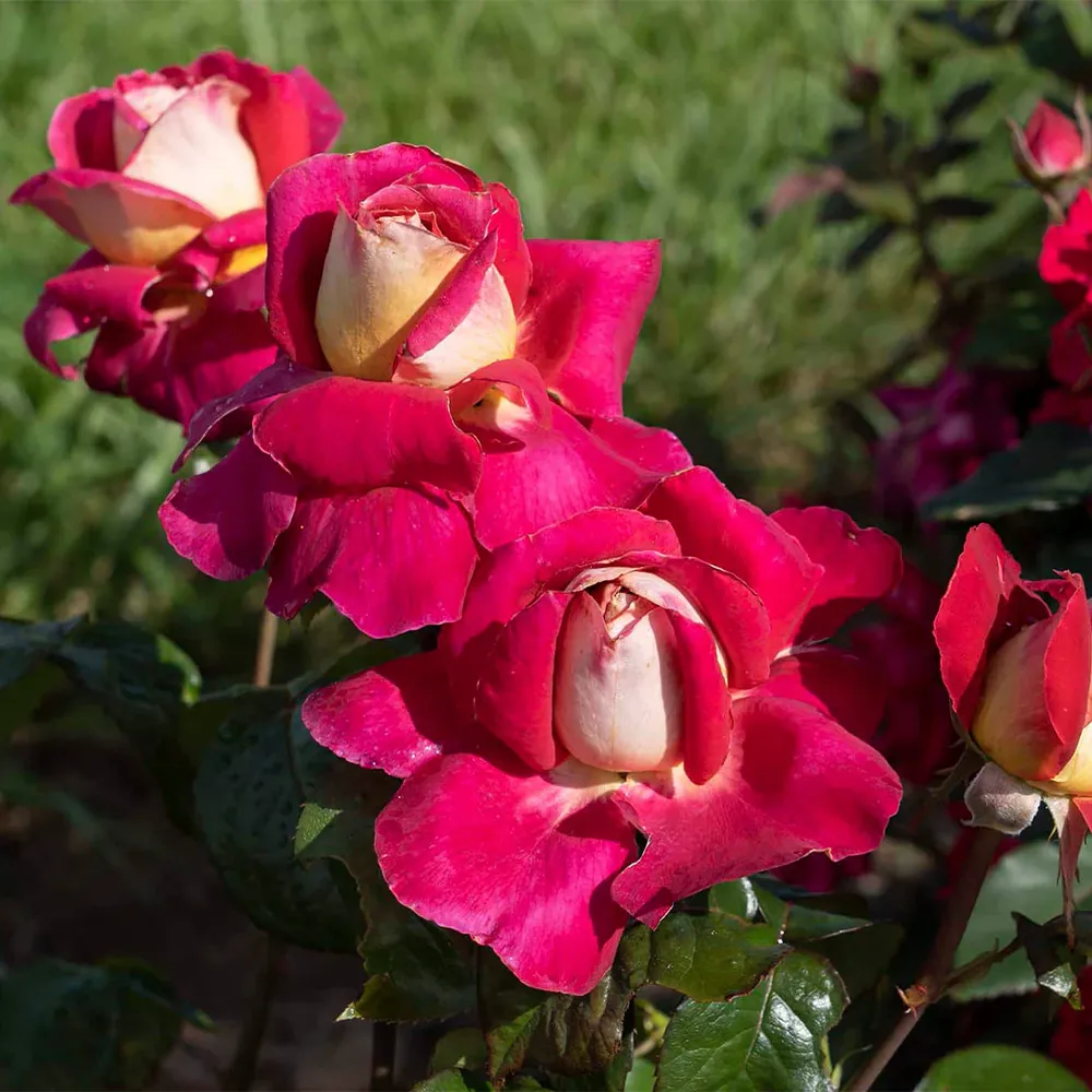 Cherries & Champagne™ Repeat-Blooming Garden Rose Shrub 2