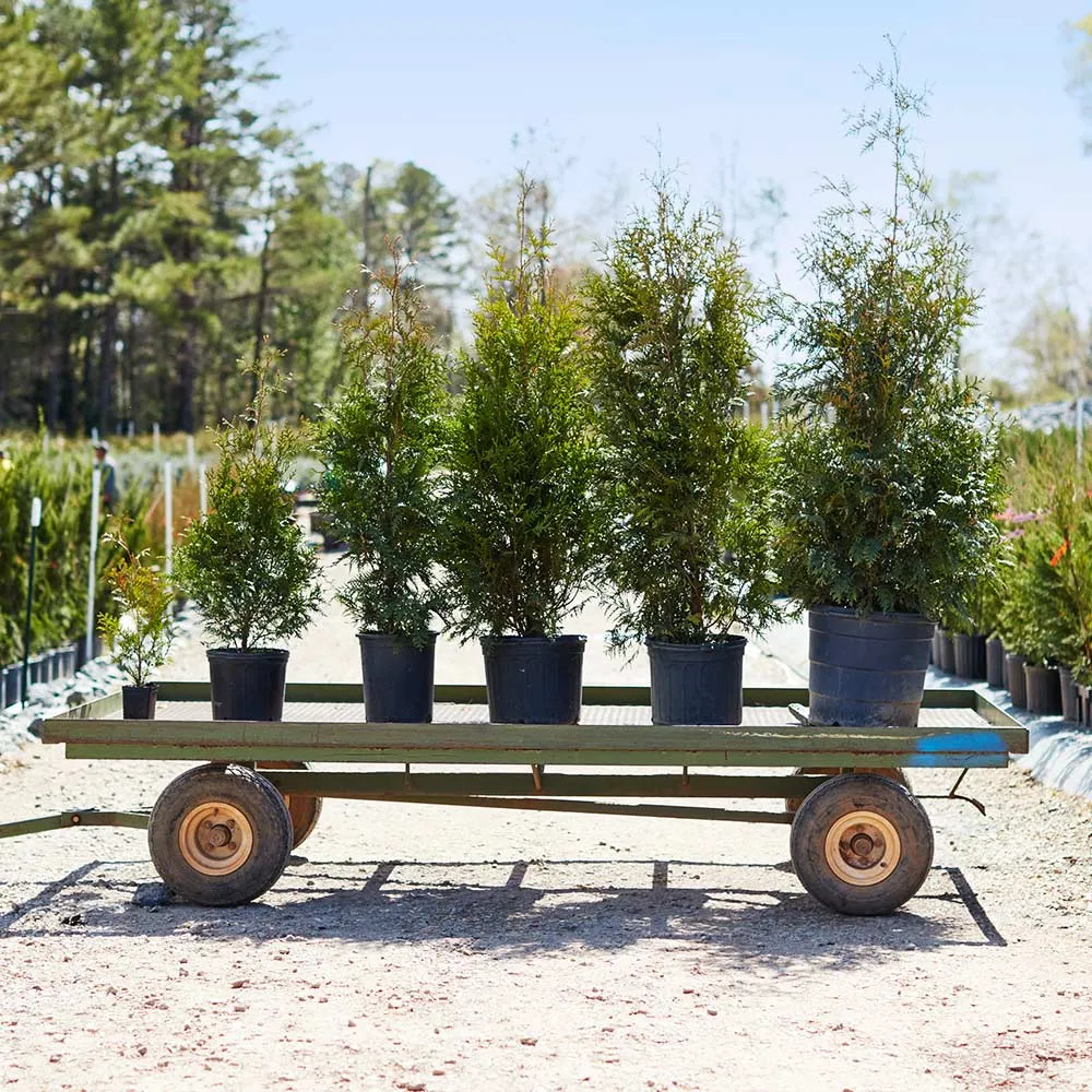 Thuja Green Giant Arborvitae - Fast-Growing Evergreen Privacy Tree 4