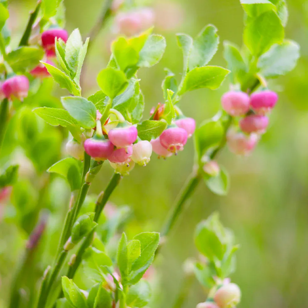 Pink Lemonade Blueberry Bush - USDA Organic Fruit Plant 2