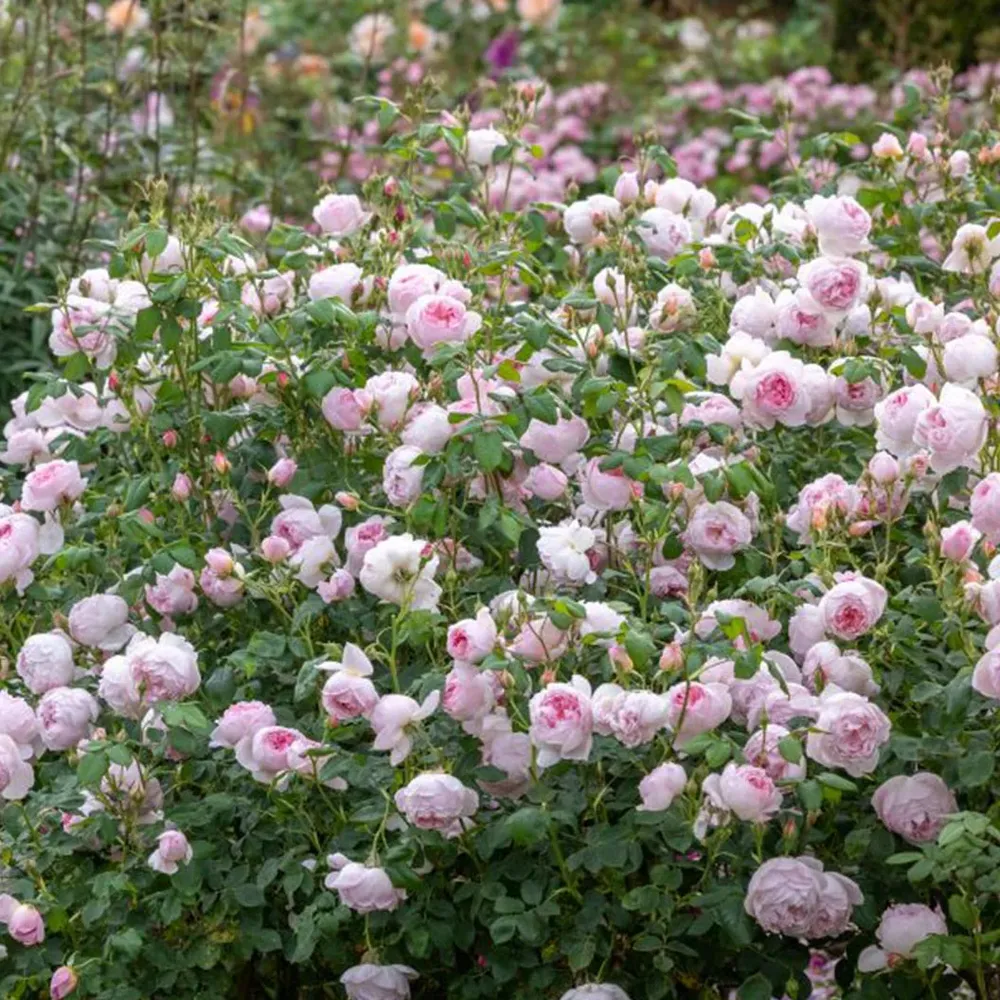 David Austin® Scepter'd Isle® Rose Shrub - Repeat-Flowering English Rose 2