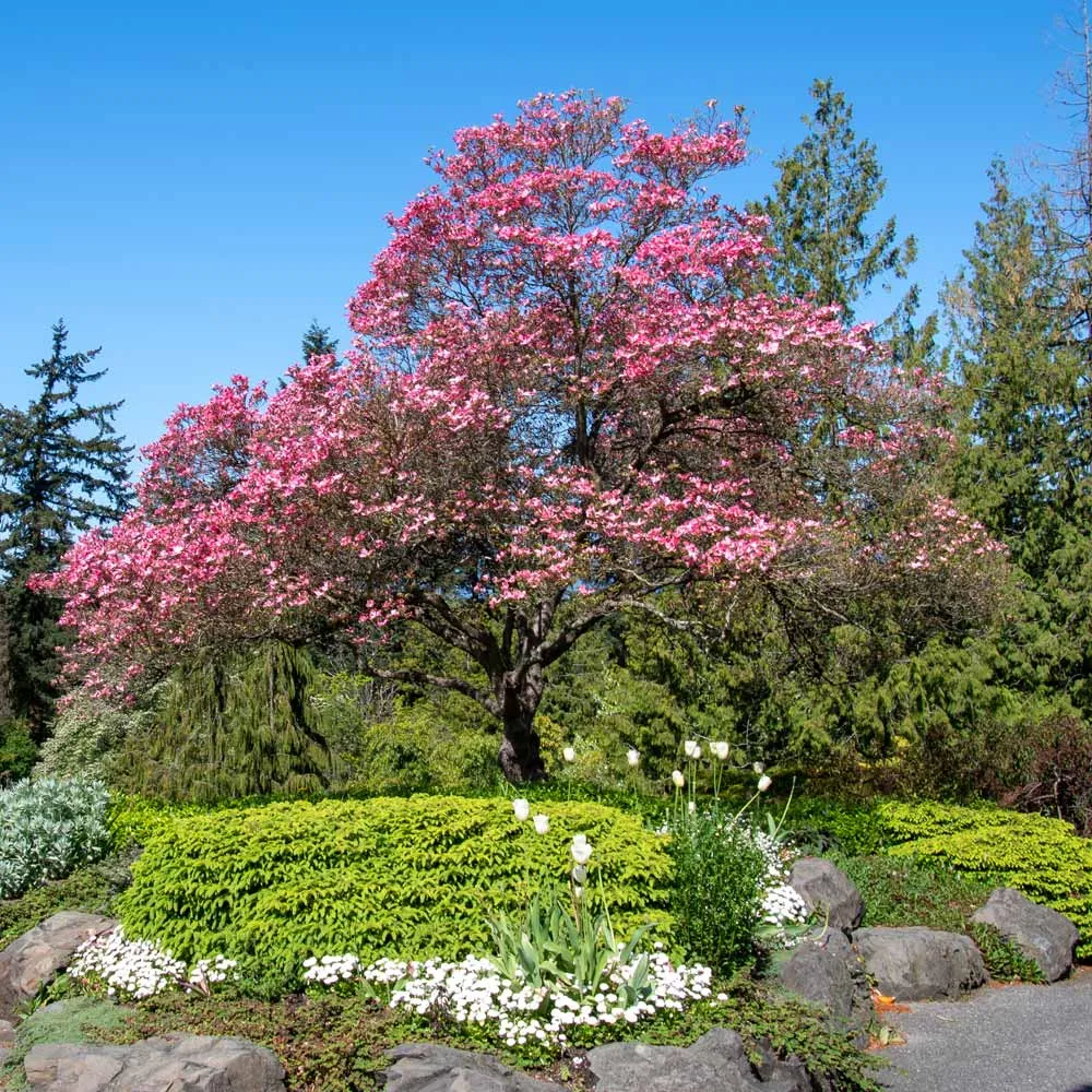 Cherokee Chief Dogwood Tree (Cornus florida)