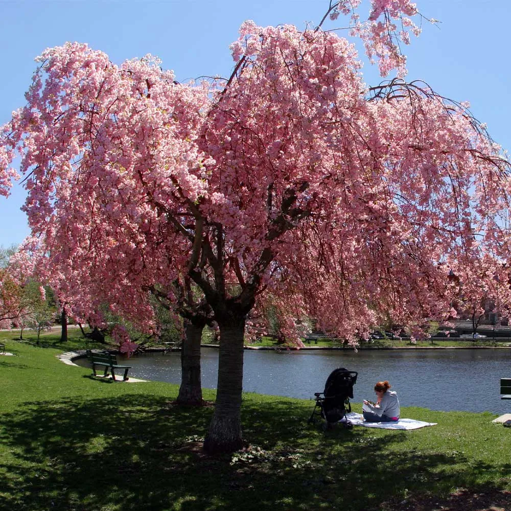 Double Pink Weeping Cherry Tree - Cascading Ornamental Flowering Sapling