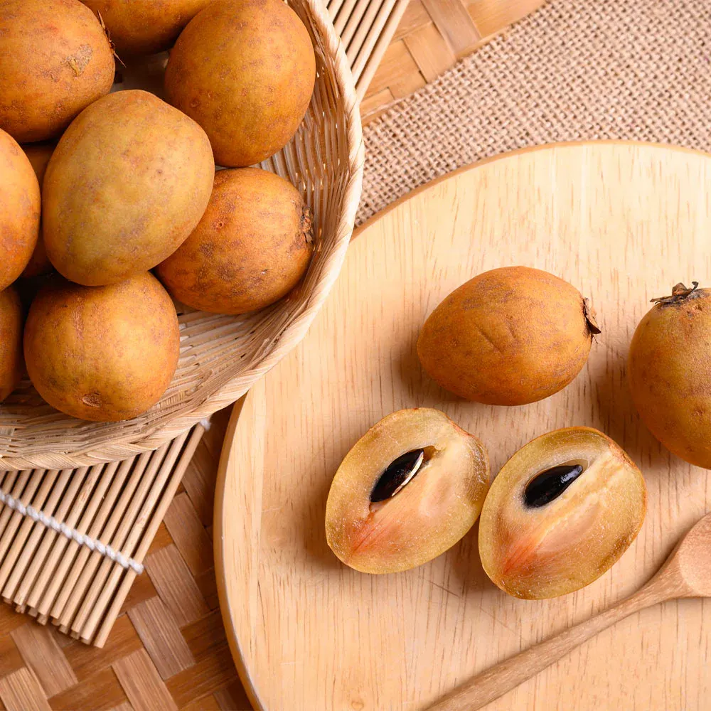 Sapodilla Tree (Manilkara zapota) - Live Tropical Fruit Sapling 3