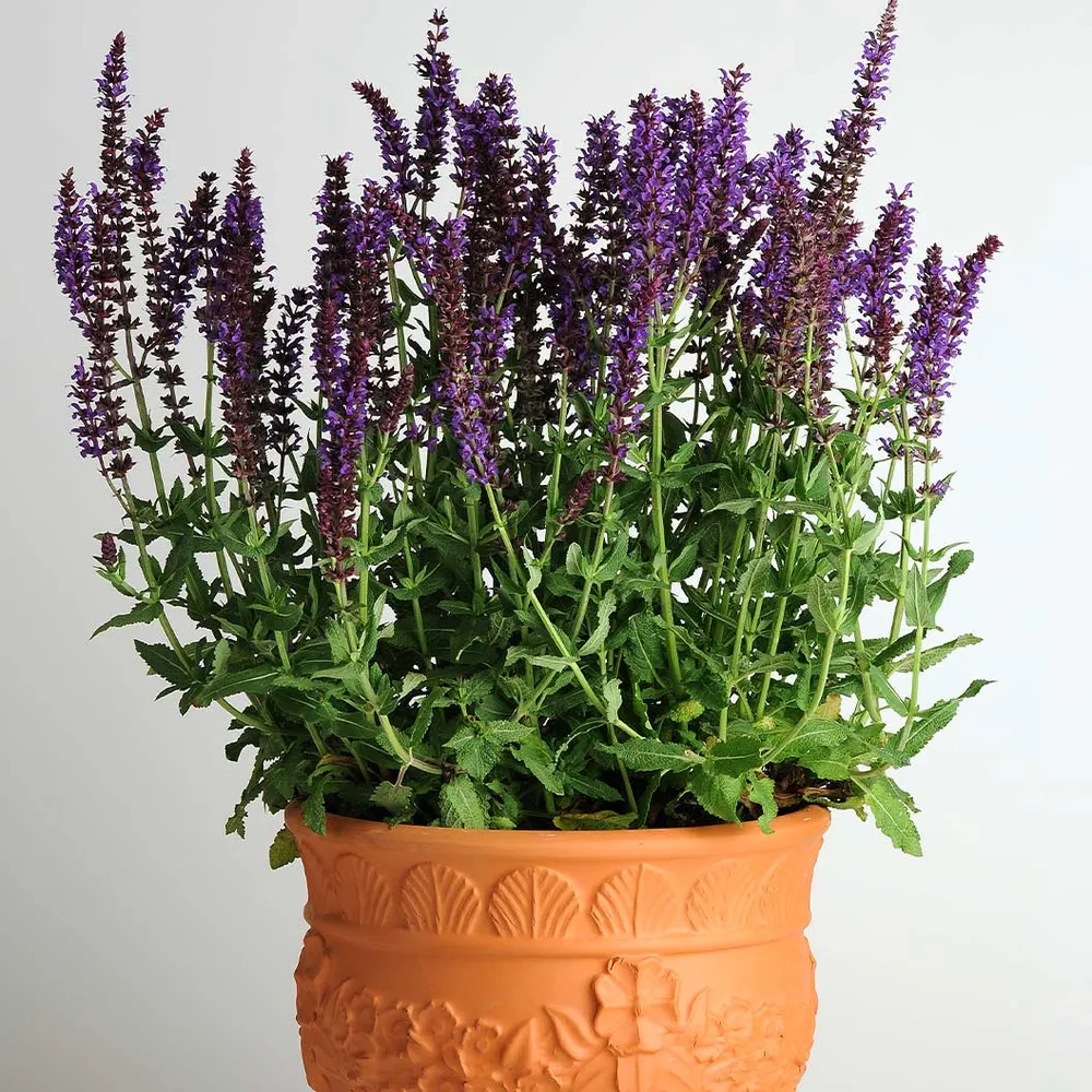 Lyrical™ Blues Salvia Plant - Perennial Flowering Garden Shrub 2