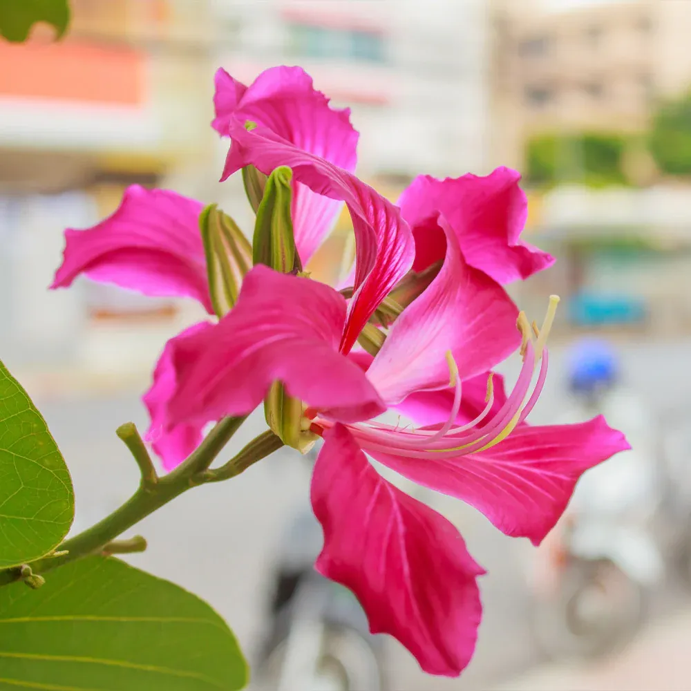 Hong Kong Orchid Tree (Bauhinia blakeana) Ornamental Flowering Tree