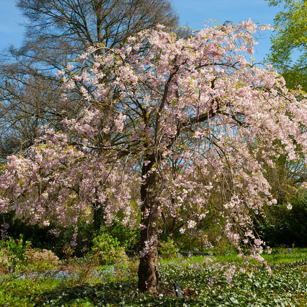 Double Pink Weeping Cherry Tree - Cascading Ornamental Flowering Sapling 2