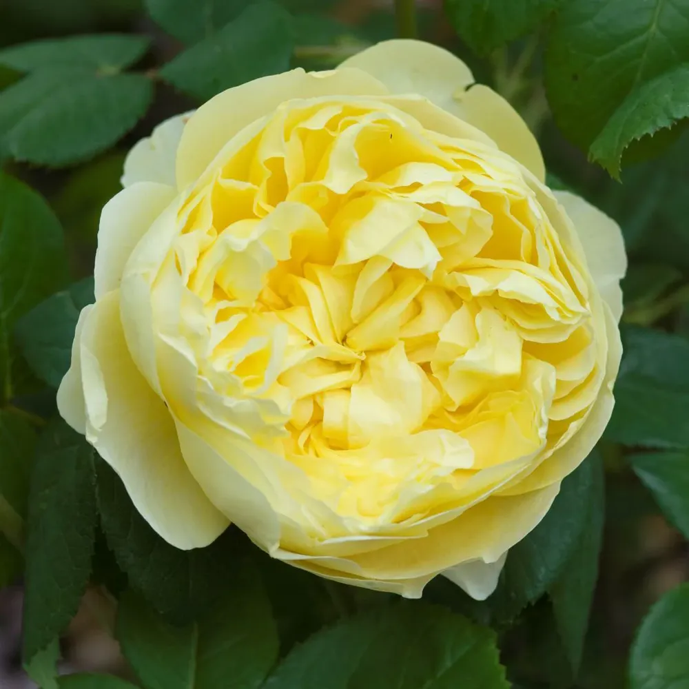Charles Darwin Rose Shrub - Large Yellow English Rose