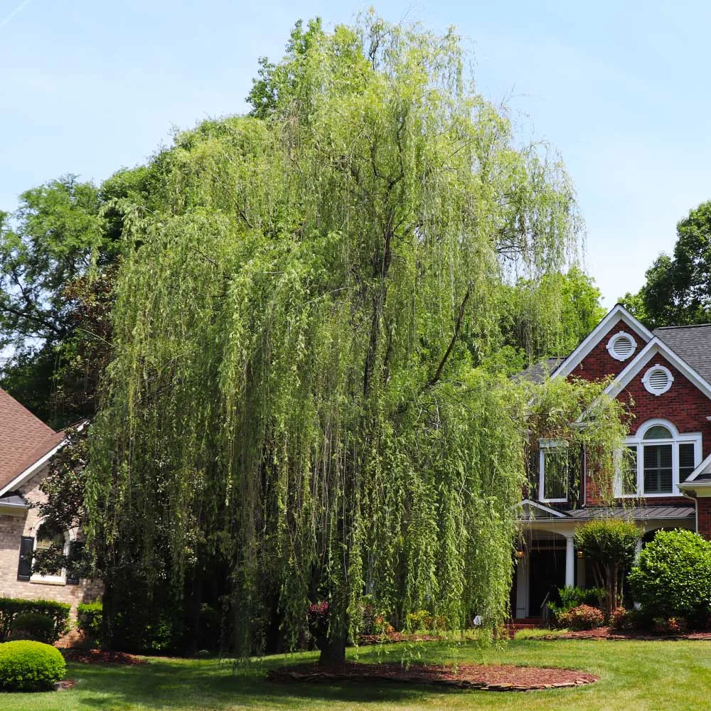 Niobe Golden Weeping Willow Tree (Salix babylonica 'Aurea')