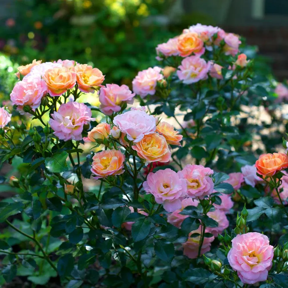 Peach Drift® Rose - Continuous Blooming Groundcover Shrub