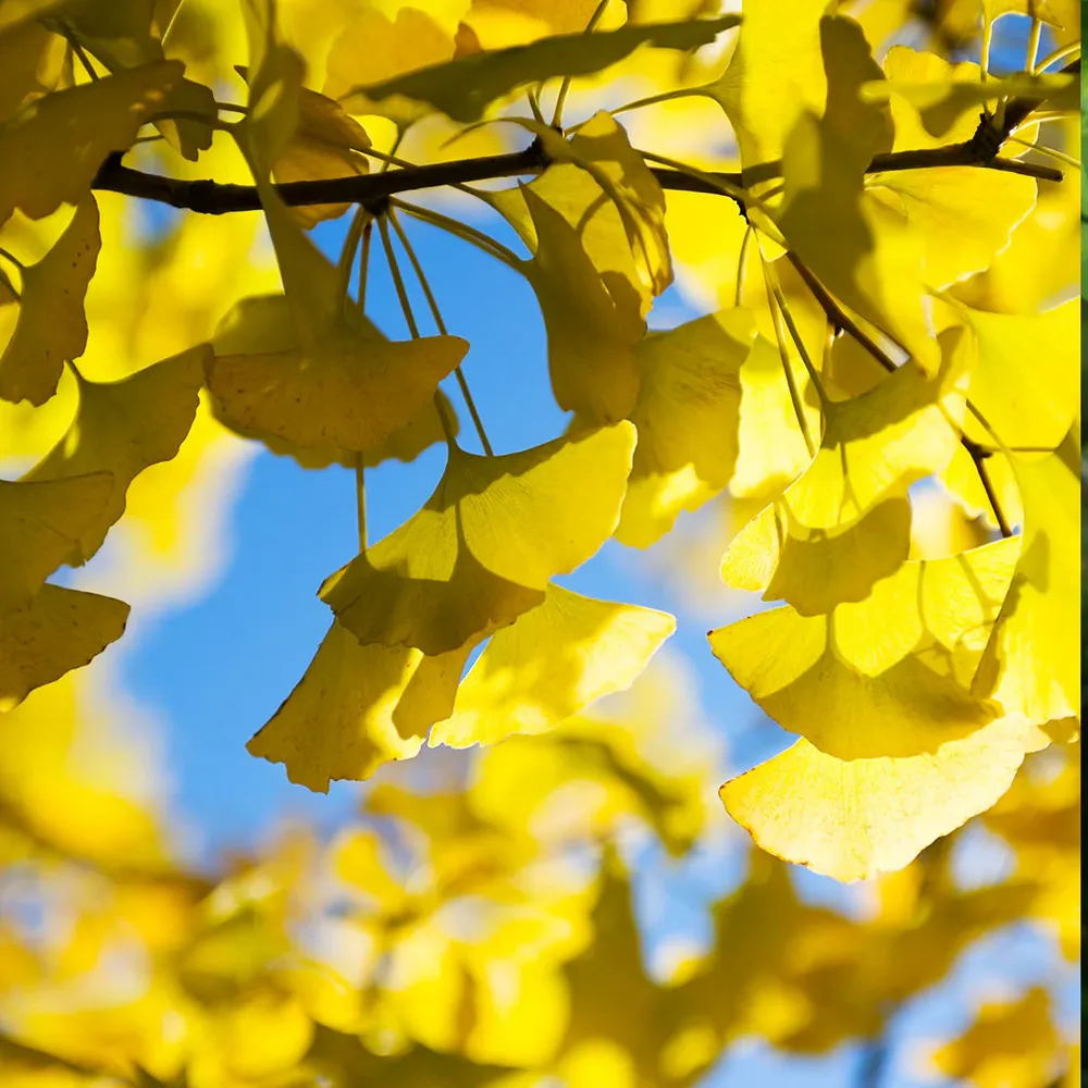Presidential Gold® Ginkgo Tree - Ornamental Deciduous Specimen 1