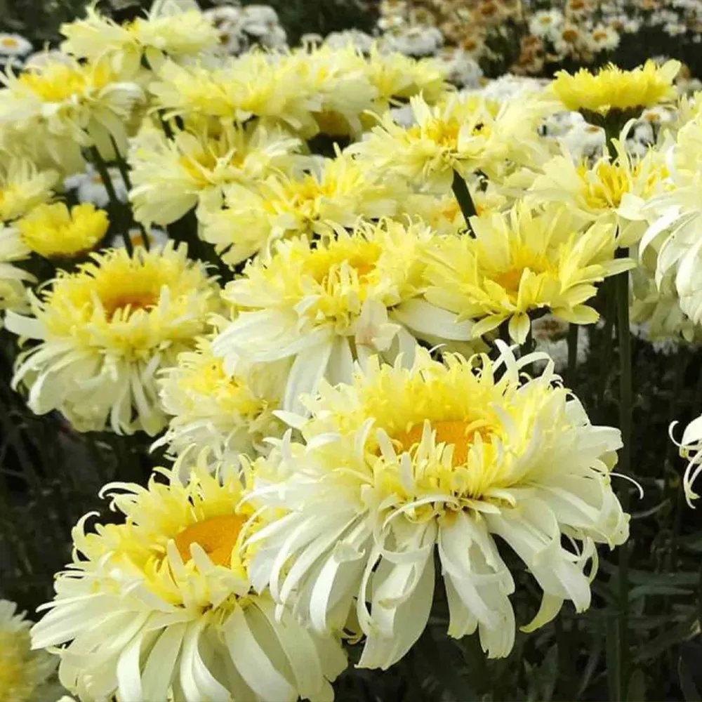 REALFLOR® Real Charmer Shasta Daisy Perennial Plant