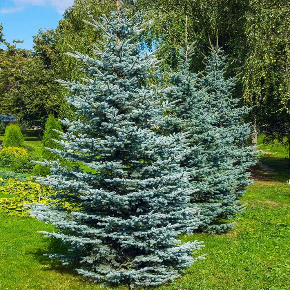 Colorado Blue Spruce Artificial Christmas Tree with Realistic Branch Tips