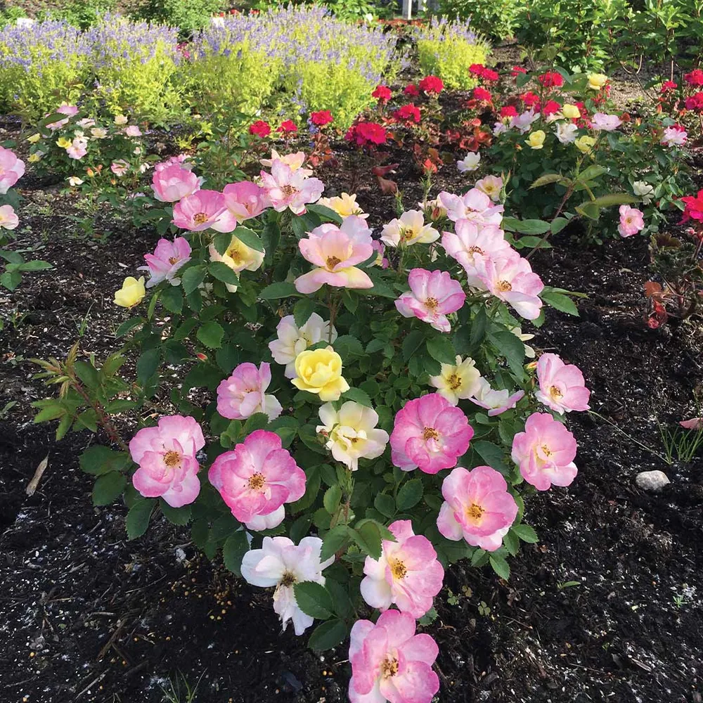 Peach Lemonade® Rose Bush - Repeat-Blooming Garden Shrub