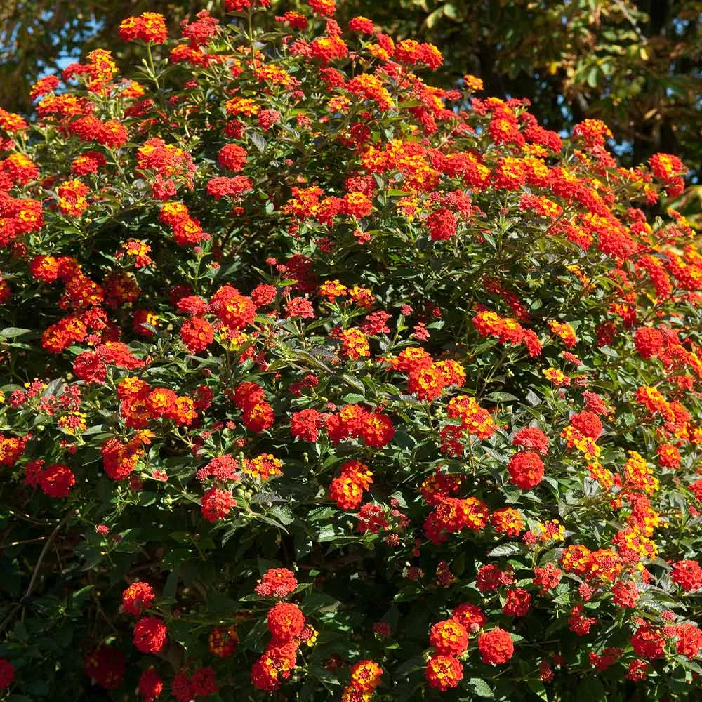 Dallas Red Lantana Vibrant Flowering Perennial Shrub 2