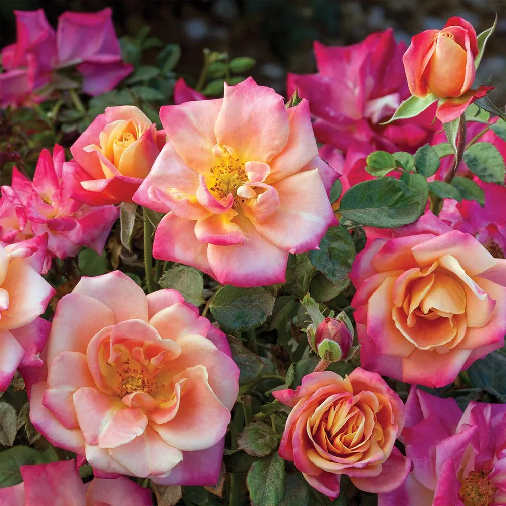 Polynesian Punch Rose Tree - Ornamental Flowering Standard Rose