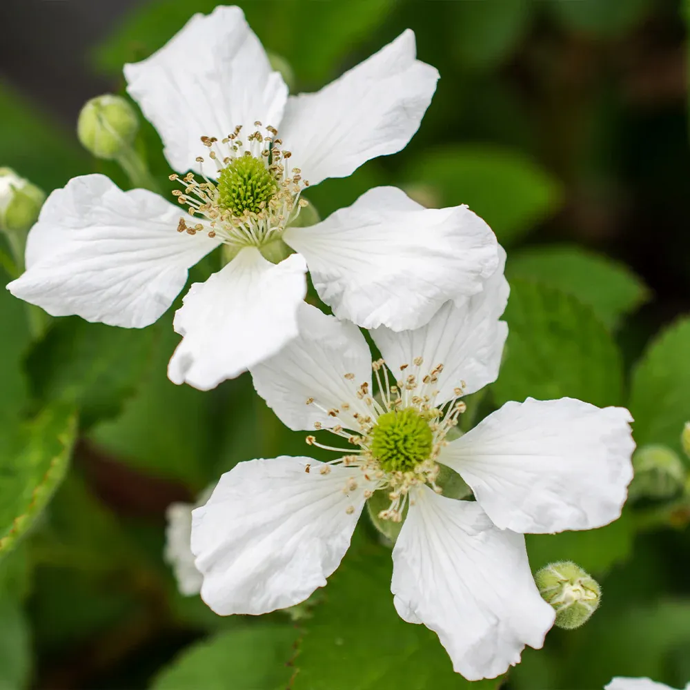 Baby Cakes® Blackberry Bush - Thornless Dwarf Fruit Plant 2