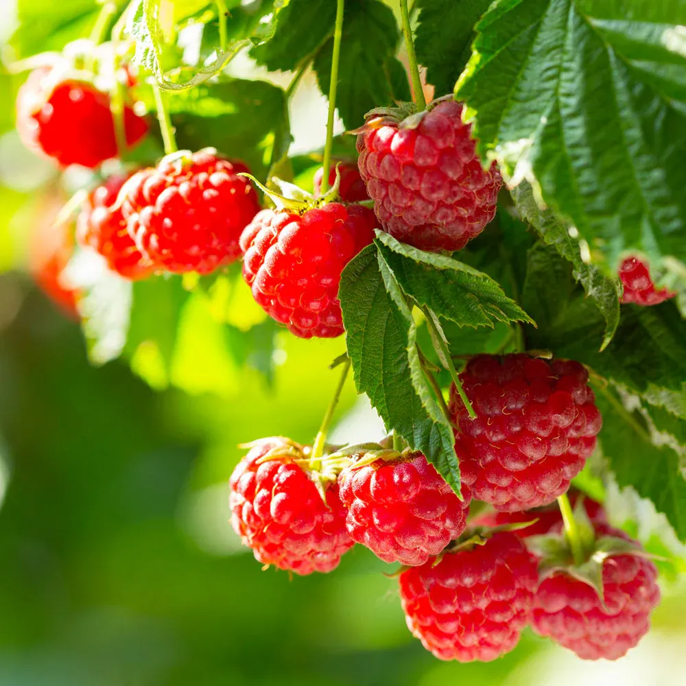Caroline Raspberry Bush - USDA Organic Certified Fruit Plant