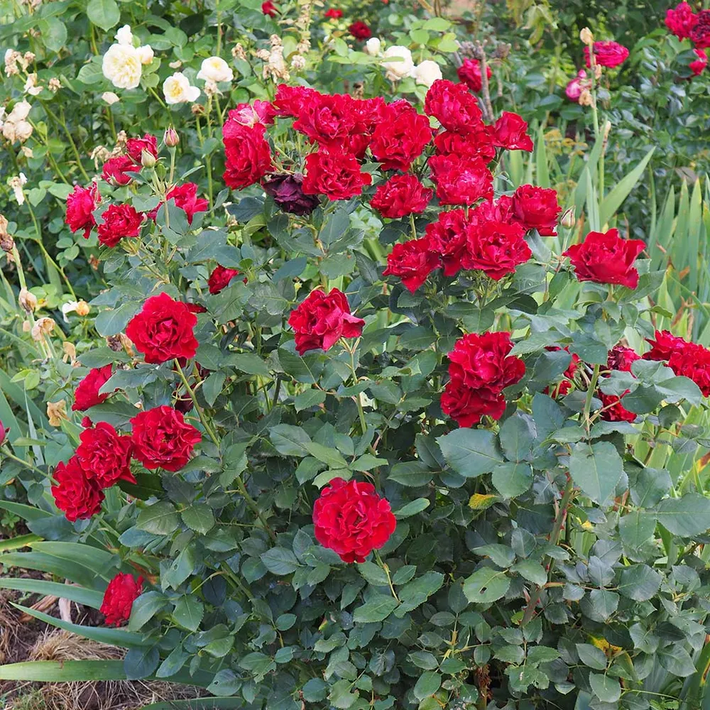 Dancing in the Dark Rose Shrub - Deep Red Flowering Garden Plant 5
