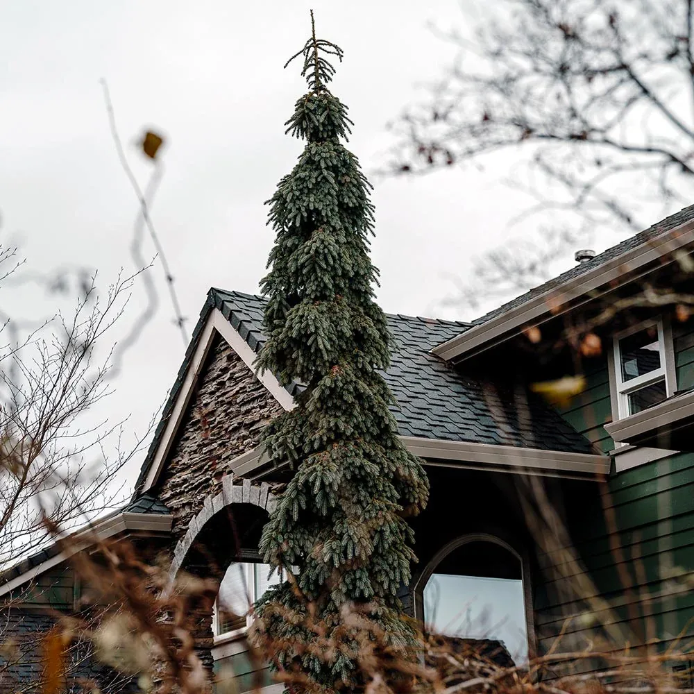 Weeping White Spruce Tree (Picea glauca 'Pendula') - Narrow Ornamental Evergreen 3