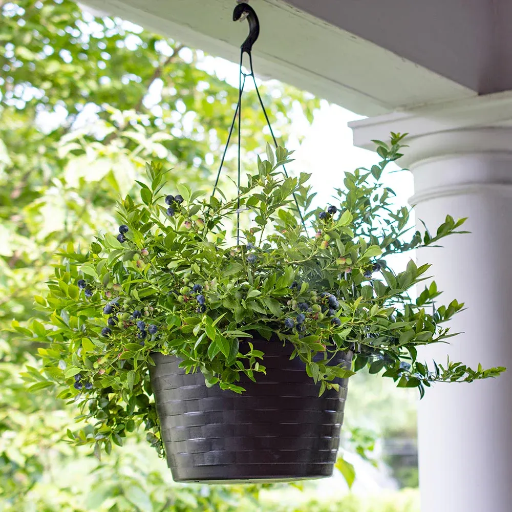 Midnight Cascade Blueberry Trailing Ornamental Fruit Shrub 1