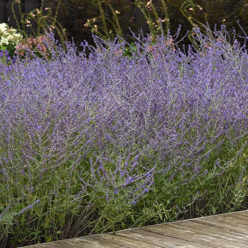 CrazyBlue Russian Sage Perennial Flowering Shrub